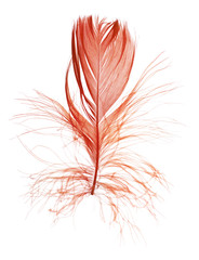 red single fluffy feather on white