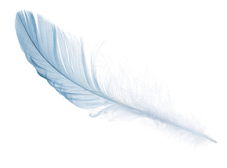 fluffy light blue isolated feather
