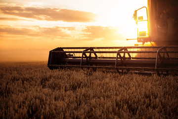 Naklejka premium Harvesting the wheat