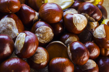 many chestnut closeup