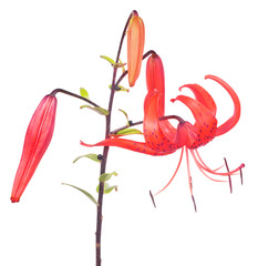 red spotted lily flower isolated on white