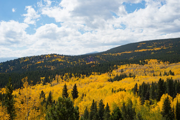 Aspen Grove