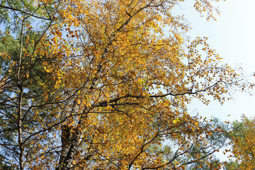Yellow foliage of birch.