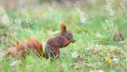 Eichhörnchen auf einer Wiese im Herbst