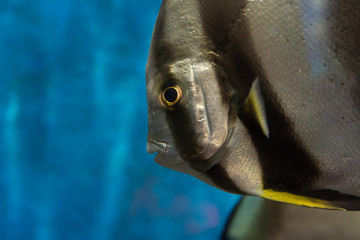 Closed up of TEIRA BATFISH at aquarium
