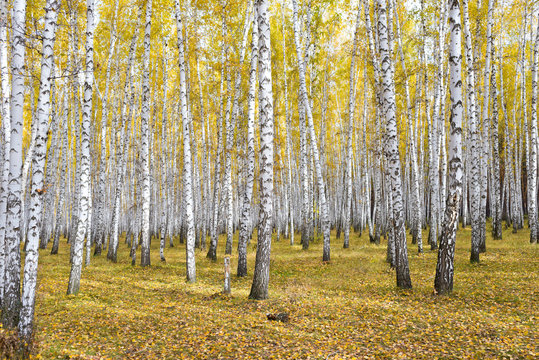 Fototapeta autumn birch forest