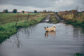 Jack Russell Terrier Dog In A Puddle / Hund Jack Russell Terrier spielt badet in Pfütze