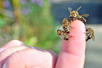 breeding of bees and honey production