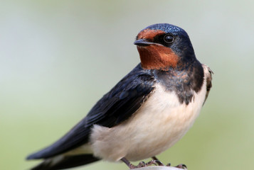 Female European Barn Swallow (Hirundo rustica)