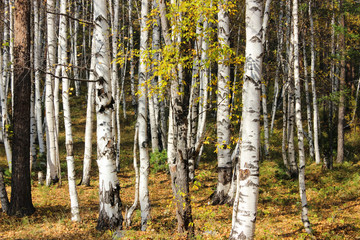 Beautiful birch forest.
