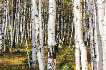 Fototapeta premium Brzozy białe