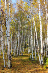 Obraz premium Time of leaf fall.