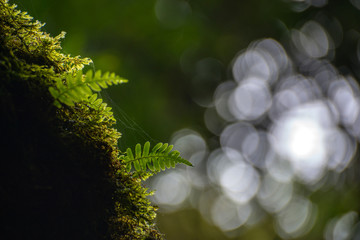 Thai forest,Doi Intano Chiangmai
