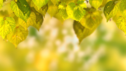 grüne Blätter in der Natur - Hintergrund