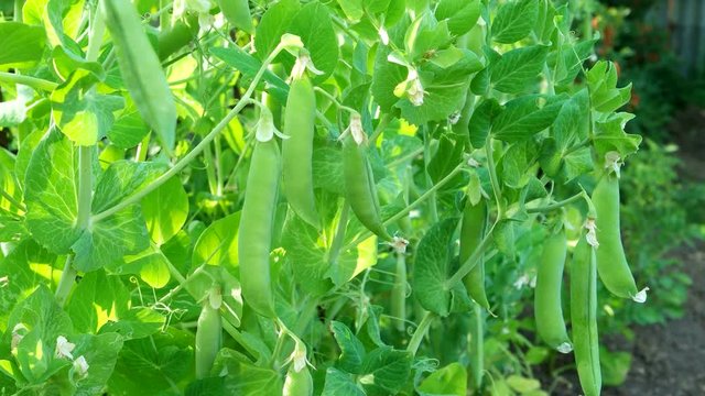 Bush of peas with ripe pods in sunny day. Natural summer background.
