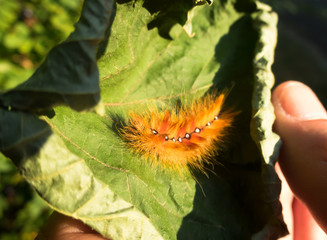 Raupe des Ahorneulen-Falters