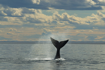 Southern Right whale,Eubalaena Australis © foto4440