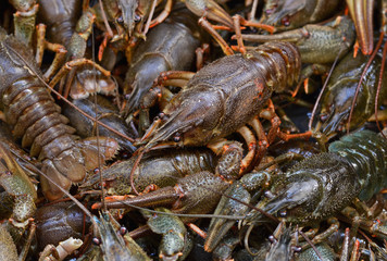 A large cluster of fresh, raw crayfish