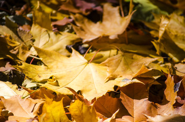 Fototapeta na wymiar foliage of trees in autumn