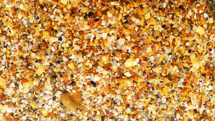 Sand beach. Small colorful shells. Marine background.