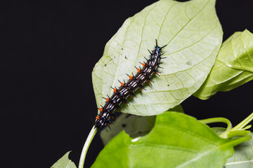 Autumn Leaf caterpillar