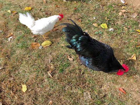 Hen and rooster