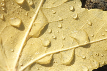 Ahornblatt mit Morgentau