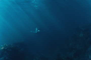 Naklejka na ściany i meble Freediver swimming among seaweed