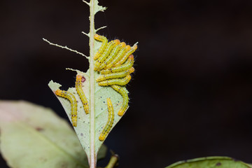 Moth caterpillars in nature
