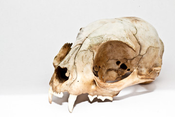 Fototapeta premium Череп домашней кошки