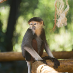 baby Red-shanked douc langur