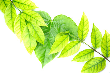 Green leaves and brown leaves on a white background