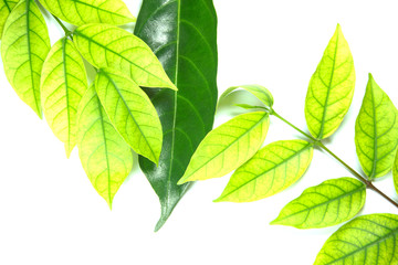 Green leaves and brown leaves on a white background