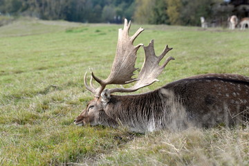 peacefully, enormous deer lying relaxed in the gras