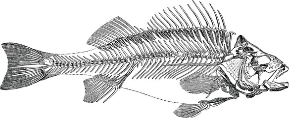 Vintage image fish skeleton - 124144097