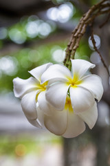 Plumeria