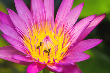 Close -up pink waterlily with bee on pond
