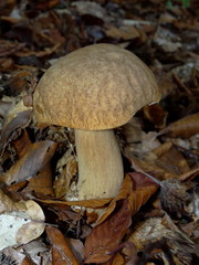 красивый белый гриб который растет в осеннем лесу     