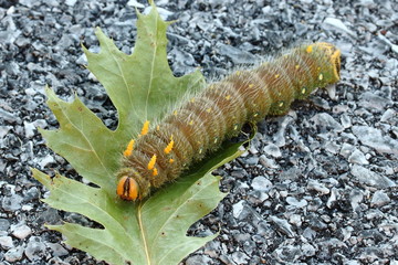 A large green Imperial Moth Caterpillar with yellow horns is crawling across an oak leaf on a macadam driveway.