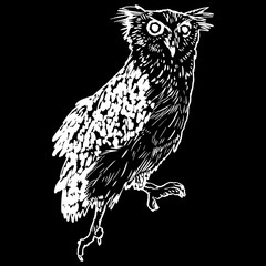 Vector handpicked hand-drawn ilustration with Owl