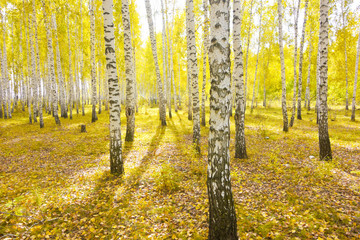 Fototapeta premium autumn forest