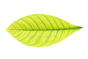Obraz premium green leaf on white background