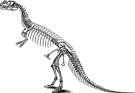 dinosaur skeleton black and white drawing clip art preview