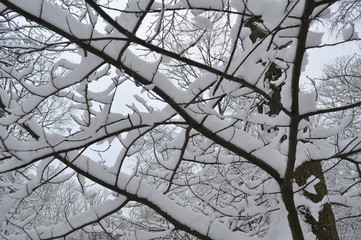 Pattern of snowy branches