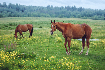 Fototapeta premium Two horses grazing in field