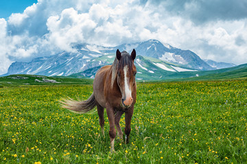 Horse grazing in mountain valley