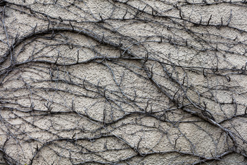 Dry trunks and branches of ivy plant. Abstract grunge background