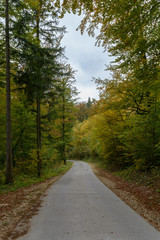 Fototapeta na wymiar Weg durch den Wald im Herbst