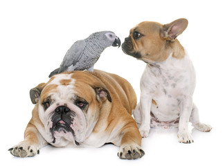bulldogs and parrot