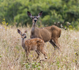 Deer Family Portrair